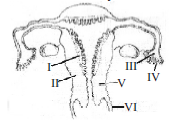 Human Reproduction mcq question image